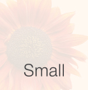 Sunflower Advert Small